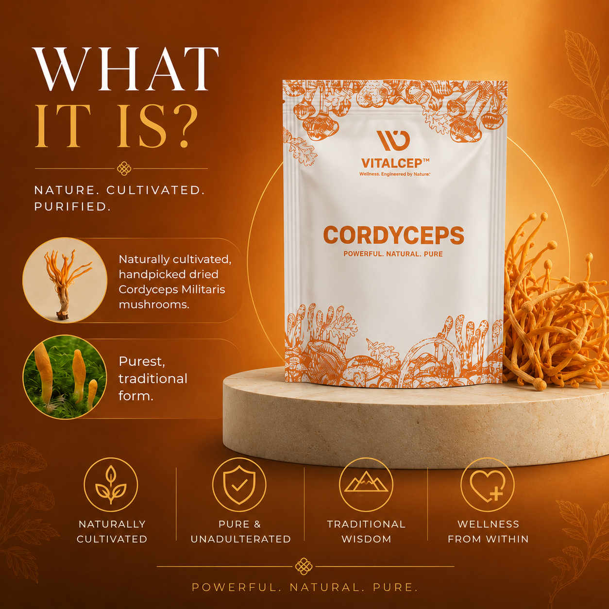 Cordyceps Militaris Raw & Dried (Keedajadi) | Lab-Tested | Vitalcep