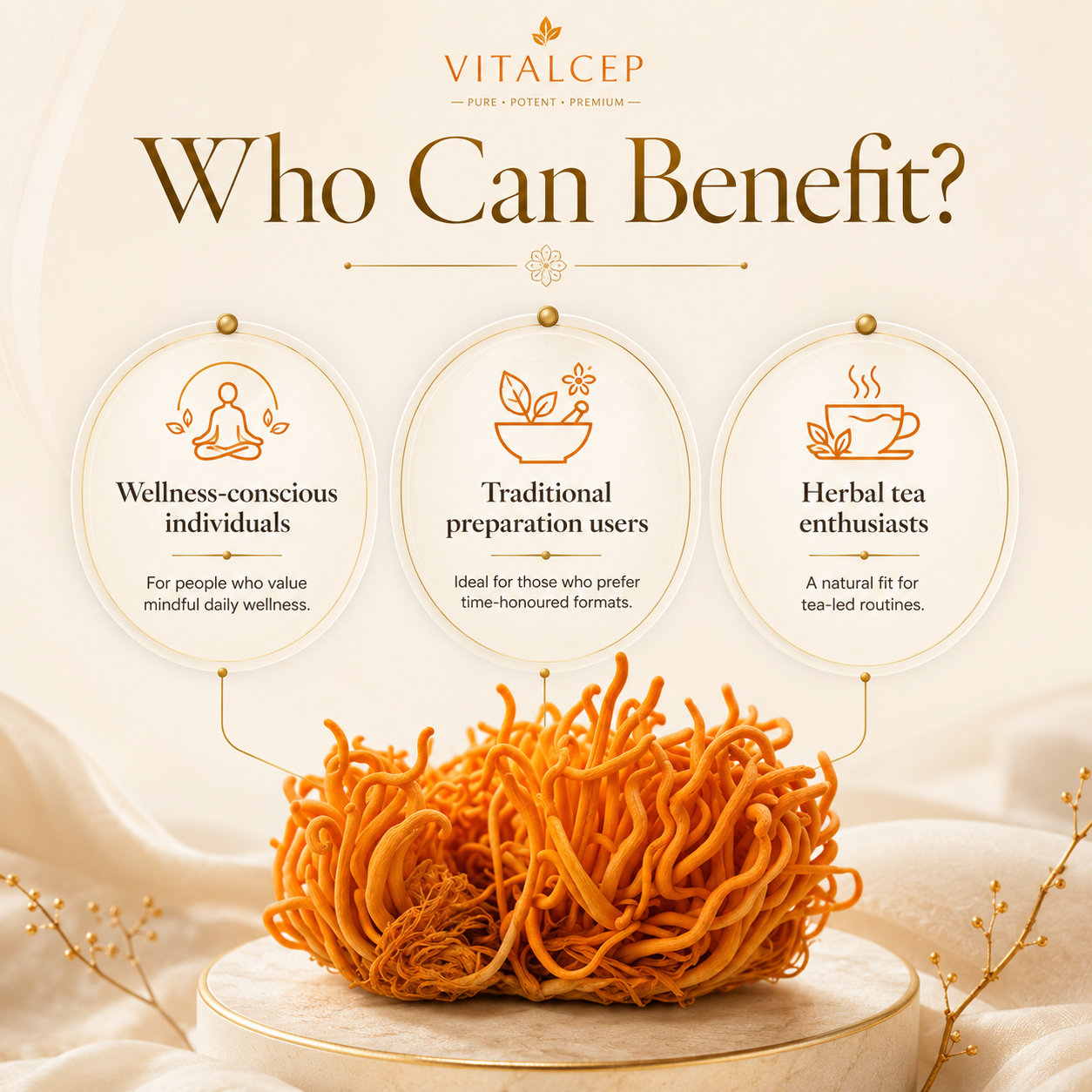 Cordyceps Militaris Raw & Dried (Keedajadi) | Lab-Tested | Vitalcep
